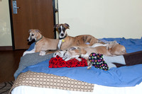 IMG-2926