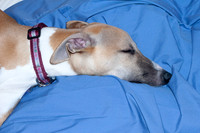 IMG-2945