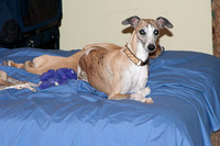 IMG-2931