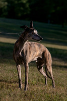 IMG-9208