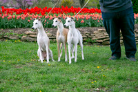IMG-9886