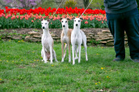 IMG-9884
