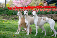 IMG-9870