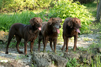 IMG-6419