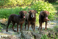 IMG-6420