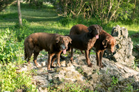 IMG-6412