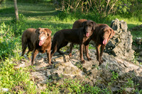 IMG-6413