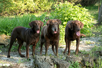 IMG-6421
