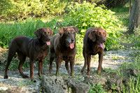 IMG-6422