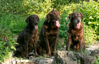 IMG-6415