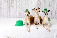 St Pats LOVE 3-16-14