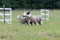 IMG-2738
