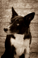 IMG-8629-6