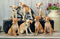 Diana's pups 10-1-15