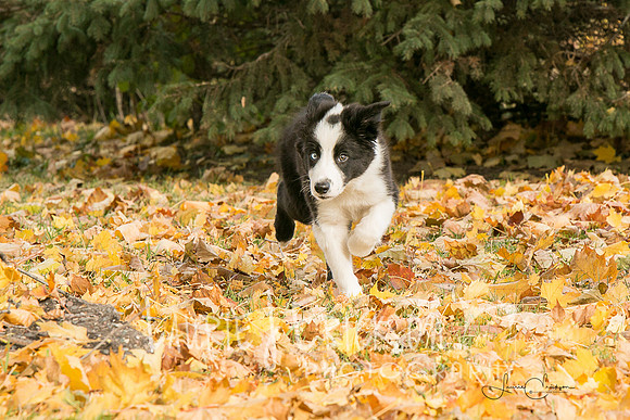 IMG-0063