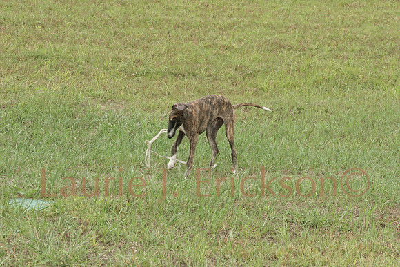 IMG_0421