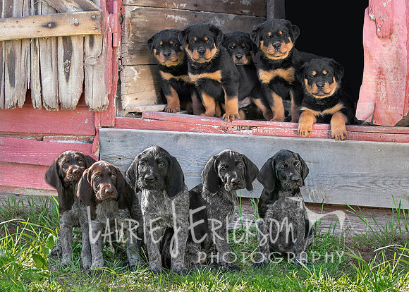 IMG_4151 all pups final