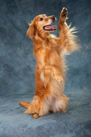 Greninger, Amelia 6-14-2026