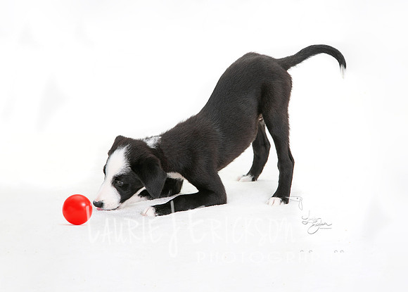IMG_3994 no collar final final