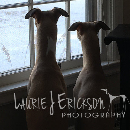 2016-02-10 15.21.04 HDR