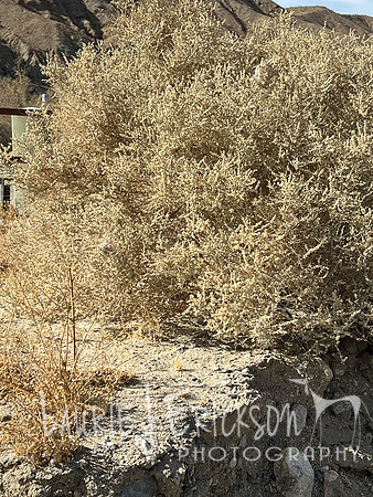 IMG_8619 3