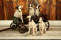 Rew pups 10-13-15