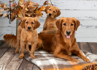 Baker and Pups 2-7-2021