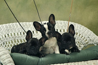 Louisa's pups 11-8-15
