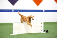 Obedience photos