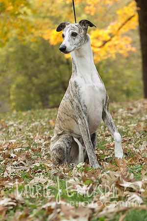 IMG-3526