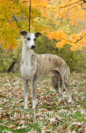 IMG-3533