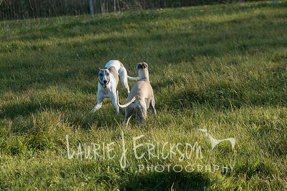 IMG-4017