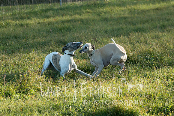 IMG-4019