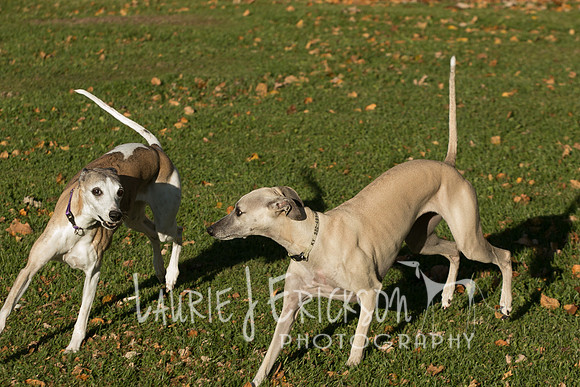 IMG-4089