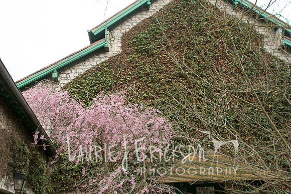 IMG-6001