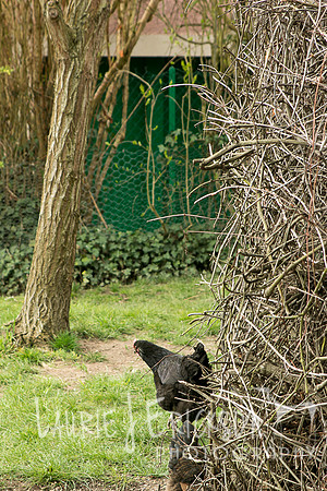 IMG-6003