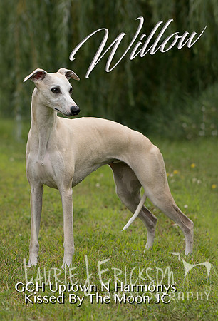 IMG-5650-willow 4
