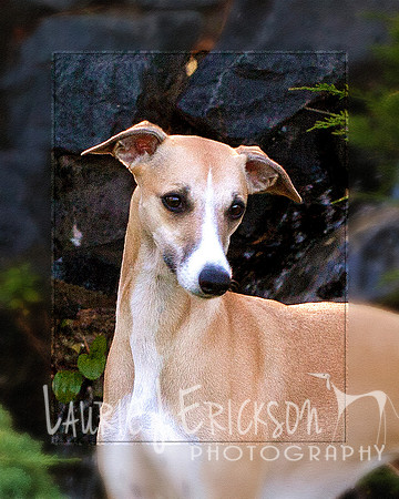 Rim head frostedIMG_0373