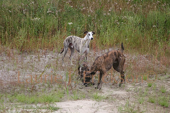 IMG_0558