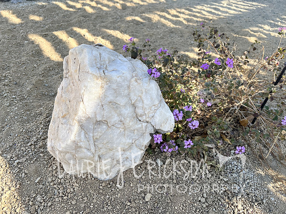 IMG_8842 3