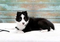 IMG_4960