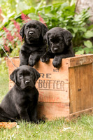 McQuillan pups 6-27-16