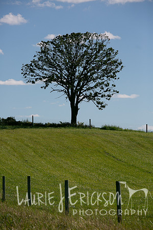IMG-9398