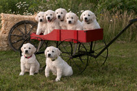 Joy's pups 6-27-17