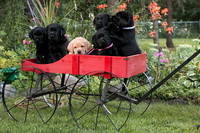 IMG-1441