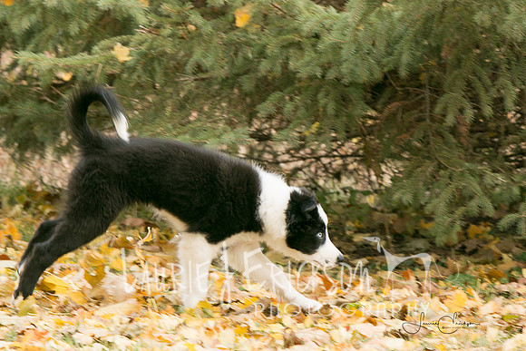 IMG-0010