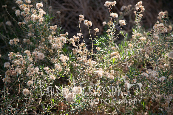 IMG_2648