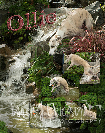 IMG_0174 Ollie top 4 copy