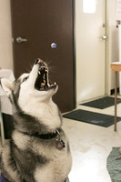 IMG-2799