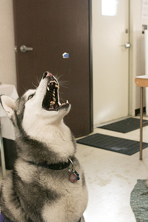 IMG-2799